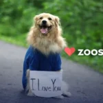 Discover if You Can Get a Zoosk Free Trial Uncovering the Truth_1